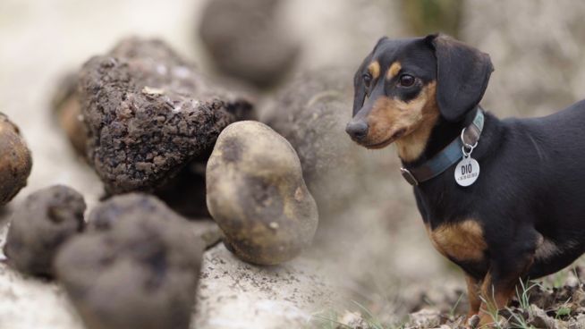 Tiere mit besonderen Aufgaben: Trüffelhunde